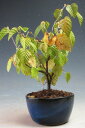 盆栽 花芽付き!日向水木/姫水木の鉢植えミニ盆栽 2023早春開花中