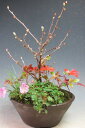 盆栽 花芽付き!日向水木/姫水木、南天の寄せ植え 2023早春開花中