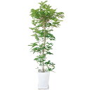 100円クーポン対象 観葉植物 シマトネリコ 8号 120cm ギフト 開店 新築 引っ越し 祝い インテリア グリーン 春 新生活 観葉植物 ギフト
