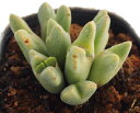 コノフィツム コノフィツム属 多肉植物 9cmポット