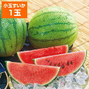 いずみ会の山形県産 尾花沢小玉すいか 1玉 【送料無料】【二重包装不可】【日付指定不可】 / フルーツ 果物 スイカ お取り寄せ 通販 お土産 お祝い お中元 御中元 プレゼント ギフト /