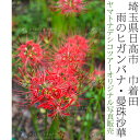 日本紀行 埼玉県 巾着田 雨のヒガンバナ・曼珠沙華 (nk11-160918-6) 当店オリジナル写真販売 Photo frame, Red spider lily of Kinchakuda
