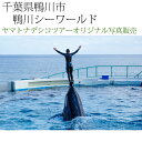 {Is@ts@V[[h (nk12-171112-47)@XIWiʐ^̔@Original photograph, Kamogawa Sea World