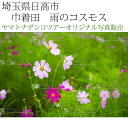 日本紀行 埼玉県 巾着田 雨のコスモス (nk11-160918-59) 当店オリジナル写真販売 インテリア額縁 Photo frame, Cosmos of Kinchakuda