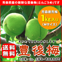 【送料無料】【産直品】自家製梅酒に最適♪青森県産青梅『豊後梅（ぶんごうめ）1kg』[※Mサイズ：約2.8cm〜3.3cm]【2sp_120706_a】