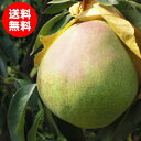 【送料無料】9月中旬頃出荷予定☆大玉洋梨フレミッシュ・ビュー...