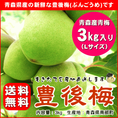 【送料無料】【産直品】自家製梅酒に最適♪青森県産青梅『豊後梅（ぶんごうめ）3kg』[※Lサイズ（梅の実の大きさ：2.8cm〜3.5cm]