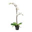 【IKEA/イケア/通販】 FEJKA フェイカ 人工観葉植物, Orchid ホワイト(c)(20294940)