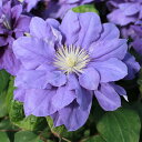 八重咲き クレマチス キリテカナワ 行灯仕立て2年大株 4号 1鉢 CLEMATIS【花苗 宿根草 春苗 大株 白花 つる性 クライミング ガーデン苗 ガーデニング イングリッシュガーデン つる植物】Clematis Kiritekanawa
