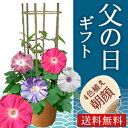 父の日ギフト お中元 夏のギフト 朝顔市の朝顔 4