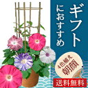 お中元・誕生日・お祝い・ご自宅用に 朝顔市の朝顔 4色植え 珍しい団十郎入り行灯仕立て選べる3種6号1鉢【送料無料】あさがお【入谷の朝顔 お中元 ギフト 鉢花 鉢植え プレゼント 花 母 祖母 女性 父 祖父 退職祝い 緑のカーテン】アサガオ【郵パックでお届け】
