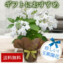 鉢植え 花 ギフト 珍しい品種 瓔珞玉紫陽花 蕾付 ヨウラクタマアジサイ 5号 花茎5本以上 あじさい 鉢花 誕生日 プレゼント 母 女性 祖母 父 贈り物 退職祝い 記念日 両親 お祝い 鉢植え 花 鉢花 花鉢 送料無料