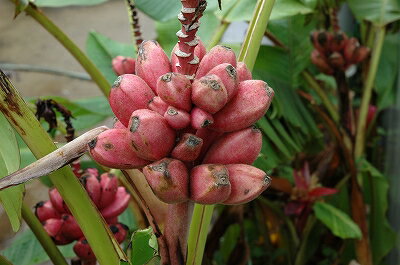 ピンクのバナナ1鉢　Musa 　Vaelutinaピンクバナナは寒さに強く地植えに出来る♪