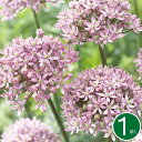 【中型球根】アリウム ピンクジュエル 1球入り【9月中旬~秋植先行予約】Allium pink Jewel Ornamental Oniono 秋植え 球根 花壇 コンテナ 切り花 耐寒性【コンパクト便でお届け】