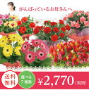 【早期特典ポイント10倍】母の日 2016 頑張っているお母さんへ 厳選7種から選べる母の日花(ガーベラ・カーネーション・ハイビスカス・セロシアのフラワーケーキ)【母の日ギフト プレゼント 花鉢 鉢花 同梱不可 送料無料】