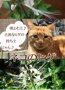 キャットウィスカー ねこのひげ 白花or青花 3.5号1鉢 Orhosiphon aristatus 1年草 夏苗 白花 非耐寒性多年草 ねこのひげ 花苗 苗物 夏 ガーデニング【お買い物マラソン連動セール 10%off】