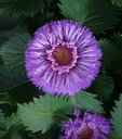 ムラサキ ルーシャン☆セントラセラム パイナップル サングリア1鉢 Centratherum intermedium Pineapple Sangria 花苗 季節の花苗 夏 苗 苗物 ガーデニング 庭植え 花壇 寄せ植え イングリッシュガーデン