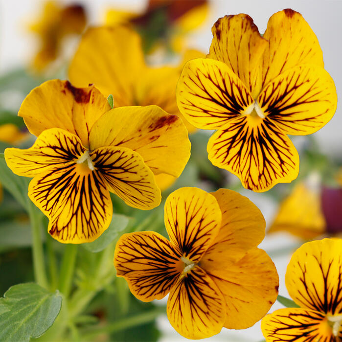 【送料無料・12Pセット】ビオラ イエロー 9センチポット 3号 花苗セット