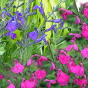 サルビア 2種より選択 3.5号ブラッシュパープル・ブラッシュピンク Salvia microphylla Pink【冬苗 秋苗 ガーデニング 花苗 紫桃花 イングリッシュガーデン ガーデン 花壇 鉢植え 寄せ植え】
