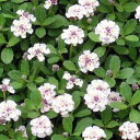 マット植物 宿根草ヒメイワダレソウ8枚 【同梱・代金引換不可 送料無料】Lippia canescens【150411coupon500】