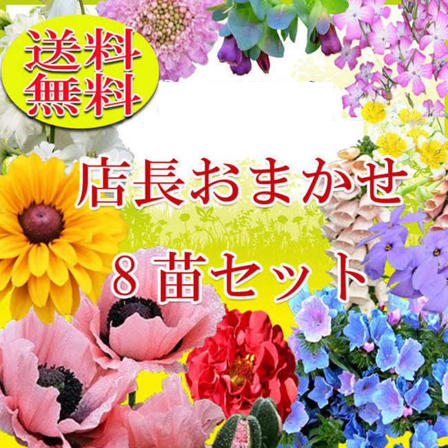 店長おまかせ スペシャル8苗 花苗セット用途にあわせて選べる2タイプ 花苗 苗物 宿根草 1年草 多年草 ガーデニング 花壇 苗 セット 寄せ植え 庭植え イングリッシュガーデン 【ゆうパックでお届け 送料無料＆時間指定不可】【一部地域を除く】