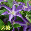 花苗】日本生まれのクレマチス 大流 3.5号ロング鉢 3年生ガーデン1鉢 GARDEN CLEMATIS
