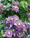 八重咲き クレマチス 大河 1鉢 【入荷3月上中旬予定】GARDEN CLEMATIS【花苗 宿根草 春苗 大株 青花 ダブル 八重 ガーデン苗 ガーデニング イングリッシュガーデン つる性】