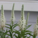 ベロニカ ハミングバ-ドホワイト3.5号ロング【冬苗 秋苗】Veronica hummingbird white【花苗 イングリッシュガーデン 花 苗 グランドカバー 寄せ植え 花壇】
