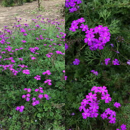 花苗 宿根<strong>バーベナ</strong> <strong>テネラ</strong> 3～3.5号【お届け3月下旬～春苗先行予約】グランドカバー 匍匐性 草花 花苗 夏 多年草 苗 イングリッシュガーデン ガーデニング 花の苗 ハッピーガーデン