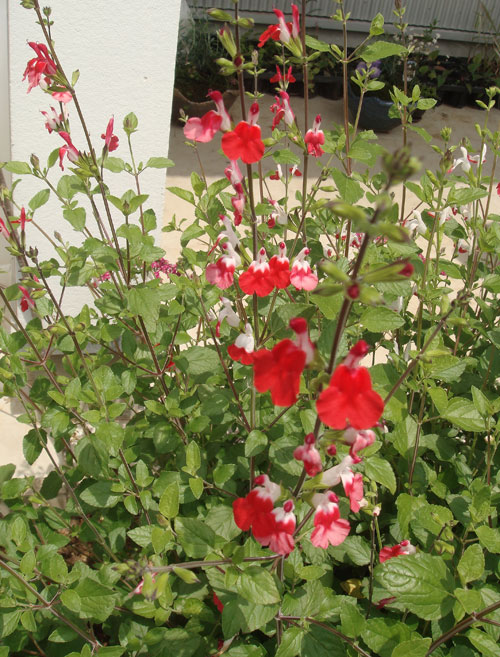 【選べる宿根サルビア】チェリーセージ 3.5号苗(C17)