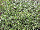匍匐性常緑低木 ワイヤープランツ マット6枚セット【お届け5月上旬頃〜】 Muehienbeckia axillairs マット植物【送料無料】【同梱&代金引換不可】