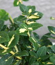  c}TL ufB[ Euonymus OhJo[ɂȂ3.5 0920kaiin