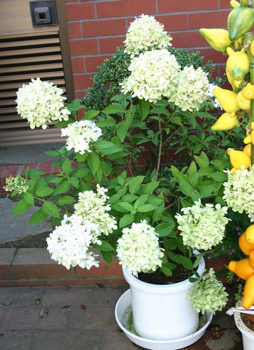 紫陽花　ライムライト　1鉢　7号鉢　Hydrangea paniculata Limelight