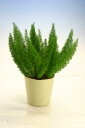 【観葉植物】アスパラガス メイリー、ミリオクラダス