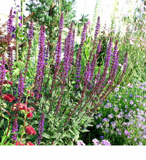 ■宿根草■サルビア ライムライト10.5cmポット苗