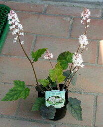 花苗 春苗 ティアレラ ウィリー 1<strong>鉢</strong> 3～3.5号 【お届け中】Tiarella wherryi 耐寒性 多年草 白花 冬 苗 カラーリーフ シェイドガーデン 日陰 イングリッシュガーデン <strong>鉢</strong>植え 庭植え 春植え ハッピーガーデン 2023AKI