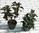 gte} fBA{ Physocarpus opulifolius eDiablof 5