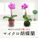 鉢花 ギフト 花 プレゼント マイクロ胡蝶蘭 1株 選べるコケダマ又はアクアポット【最短発送 地域限定 送料無料】誕生日プレゼント 母 女性 祖母 ギフト おしゃれ 珍しい 洋蘭 蘭 おばあちゃん 還暦 古希 喜寿 米寿 傘寿 卒寿 祝い お花 2022KR