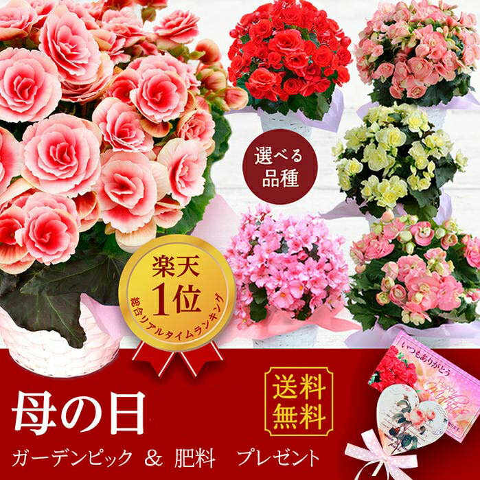 【遅れてごめんね】母の日 ギフト 花 鉢植え 大輪薔薇咲きリーガース ベゴニア 選べる品種 ボリアス等 籠付き ラッピング 5号 母の日ギフト 誕生日 誕生日プレゼント 母 祖母 女性 鉢花 花 鉢 ベコニア 父の日【送料無料：一部地域を除く】