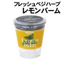 ¥¢¡¼¥Æ¥Ã¥¯ ¥Õ¥ì¥Ã¥·¥å¥Ù¥¸ ¥Ï¡¼¥Ö¥ì¥â¥ó¥Ð¡¼¥à(102953)