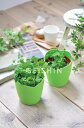 母の日 ギフト プレゼント きっとみつかる四つ葉のクローバー栽培セット 聖新陶芸 栽培キット ハーブ 栽培セット ハーブ エッグリング ガーデニング 栽培