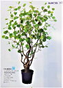 【人工観葉植物】【へーデルナッツツリー】170cm【送料無料】【代引き不可】