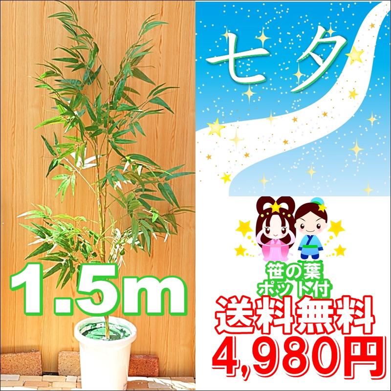 【七夕ササ】送料無料◎ 笹 1.5m ディスプレイ 高品質 七夕 人工観葉植物 4980円 フェイク...:woodpecker:10001357