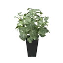 【送料無料】光の楽園【光触媒/人工観葉植物】フィットニア(フロック加工)
