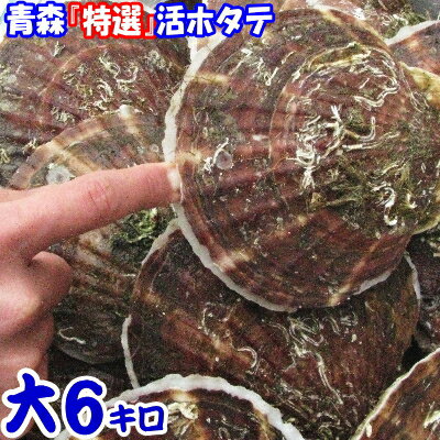 禁輸に負けない!!食べて応援【送料無料】青森 活ほたて 殻付き 大6キロ（約30枚～48枚）青森 ホタテ 養殖青森『特選』活ほたて 奇跡の海『むつ湾』からホタテ漁師が贈る逸品漁師直送だから鮮度抜群！大サイズ6kg 9980円【楽ギフ_のし宛書】