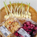240円OFF ポイント5倍!まとめ買いお得セット スプラウトにんにく30本入り、しそ漬けスプラウトにんにく120g、甘酢漬けスプラウトにんにく120g