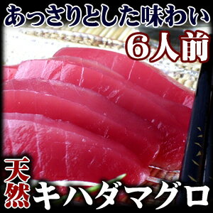 天然極上キハダマグロ（きはだまぐろ）6人前　600g　/鮪　【楽ギフ_のし】焼津の刺身/キハダマグロ/鮪/