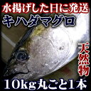 【送料無料】天然近海まぐろ一本10kg以上！　/鮪　