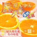 屋久島ぽんかんLサイズ