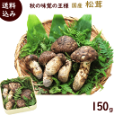 まつたけ 送料無料 山形県 岩手県 天然 松茸 150g 目安(2~5本)